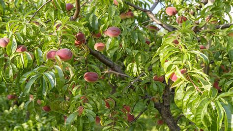 桃子樹種植